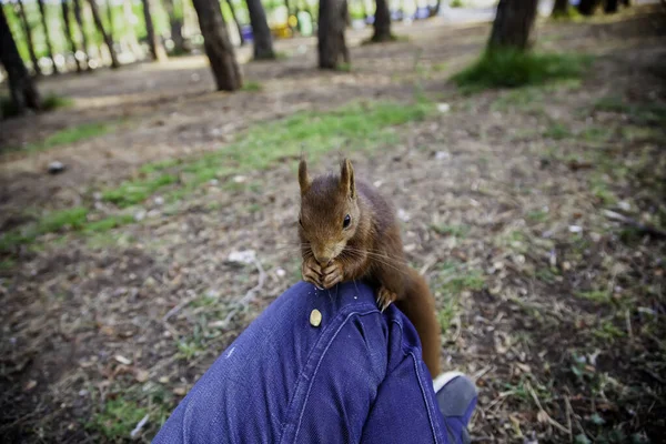 Detalhe Alimentação Animal Selvagem Floresta Fauna Natureza — Fotografia de Stock