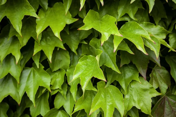 Деталь Зеленых Листьев Растения Украшения Природы — стоковое фото