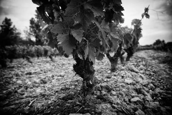 ワイン 果物や自然を作るためのブドウのフィールドの詳細 — ストック写真