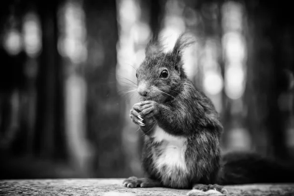 Detail Feeding Wild Animal Forest Fauna Nature — Stock Photo, Image