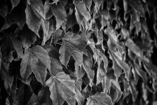 Деталь Стіни Зеленими Рослинами Прикраса Квітами — стокове фото