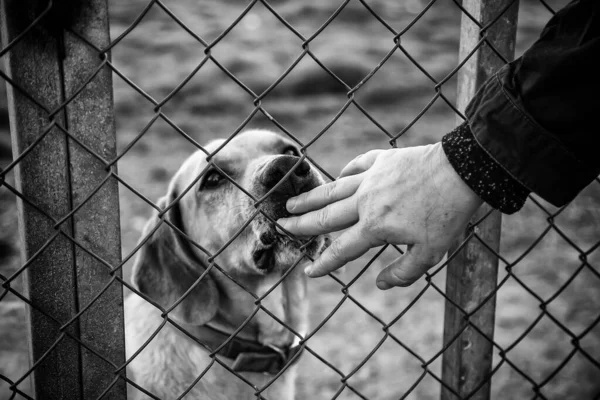 Detalle Mascotas Abandonadas Solitarias Amor Cuidado Animales — Foto de Stock