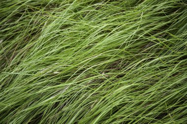 Tarladaki uzun otların, doğanın ve yaşamın ayrıntıları