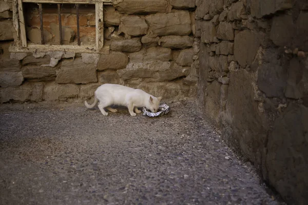 Feline Däggdjur Övergivna Gata Spanien — Stockfoto