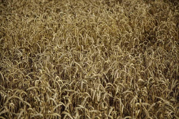 穀物畑での小麦のシリアル 健康的な食品や環境保全 — ストック写真