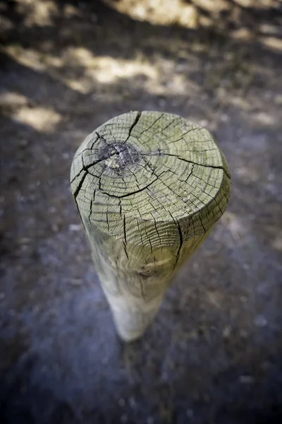 Detalle Decoración Naturaleza Con Madera Árbol — Foto de Stock