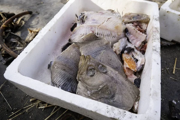 Detalhe Peixe Expirado Jogado Rua Comida Para Gatos Vadios — Fotografia de Stock