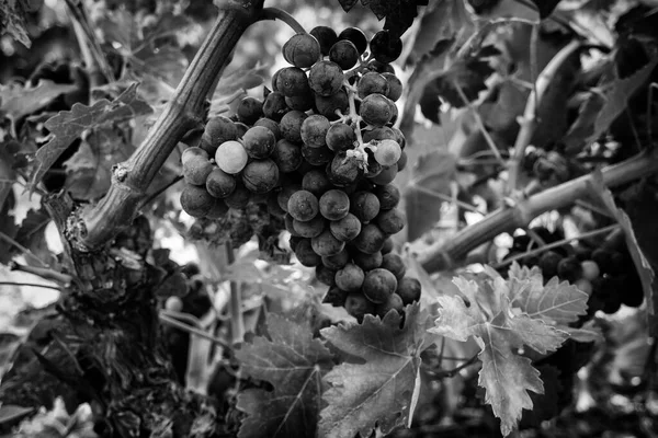 Detalhe Frutas Frescas Uma Vinha Arte Vinho Viticultor — Fotografia de Stock