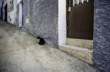 Şehirdeki başıboş hayvan detayları, terk edilme ve yalnızlık.