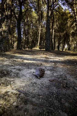 Doğadaki bir ormanda düşen çam meyvesinin ayrıntıları.