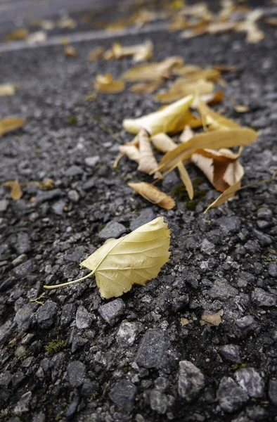 Detail Daun Gugur Musim Gugur Dingin Dan Perubahan Musim — Stok Foto