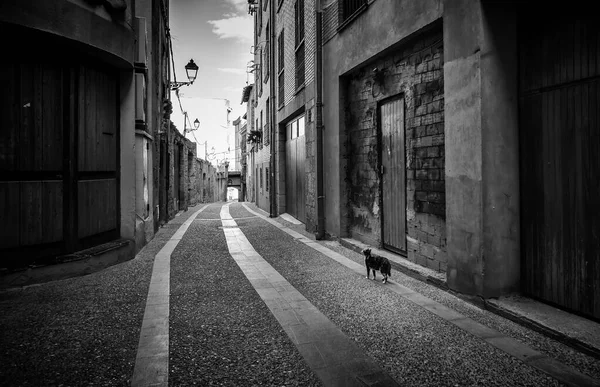 Dettaglio Gatto Abbandonato Una Vecchia Strada Una Città Solitudine Tristezza — Foto Stock