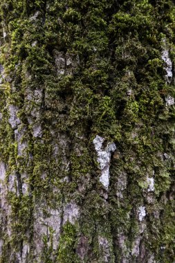 Islak bir ormanda ağaç kabuğunun ayrıntıları