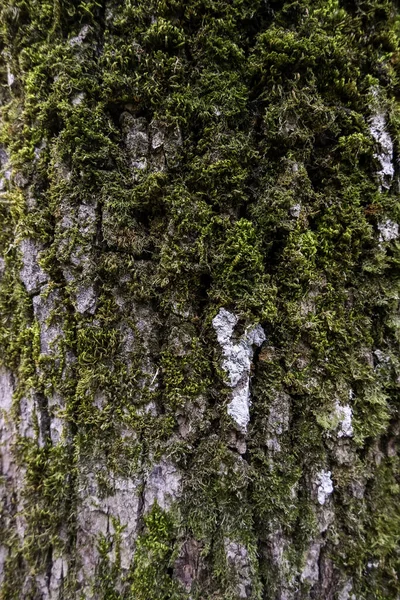 Islak bir ormanda ağaç kabuğunun ayrıntıları