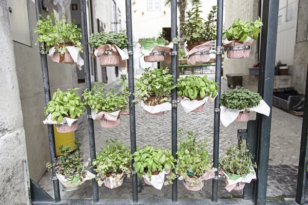 Bir sokakta Saksı bitkileri