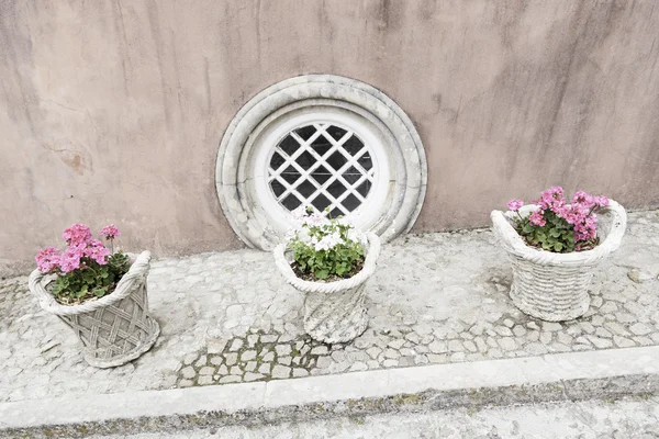 Plantas envasadas velhas — Fotografia de Stock