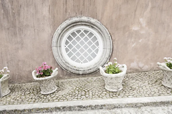 Plantas envasadas velhas — Fotografia de Stock