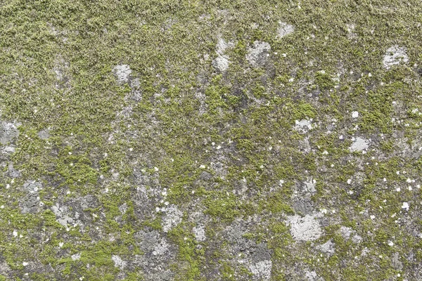 Wall full of green moss — Stock Photo, Image