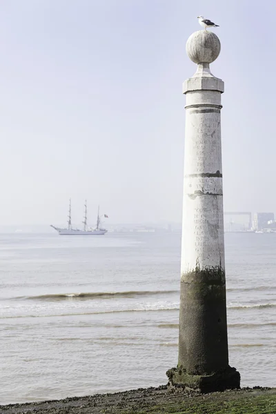 Gabbiano appollaiato su un palo nel mare — Foto Stock