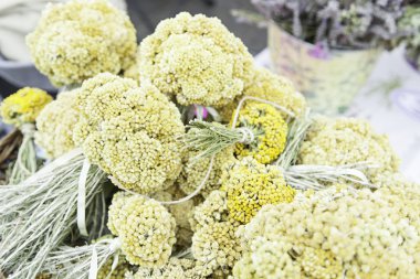 Aromatik lavanta sarı