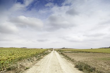 Bir tarlada ayçiçekleri