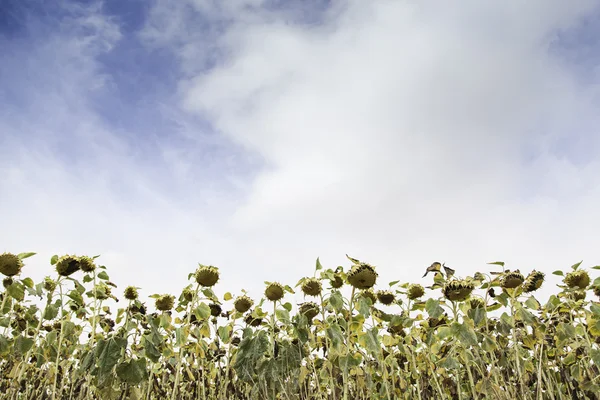 Sonnenblumen auf einem Feld — Stockfoto