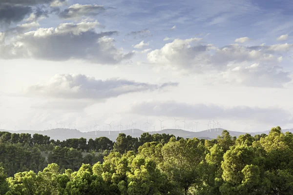 Arbres forestiers dans la nature — Photo