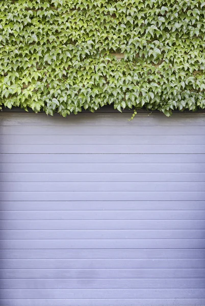 Ivy on a wall — Stock Photo, Image