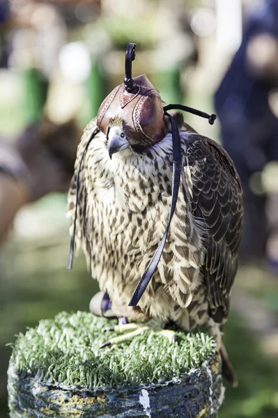 Wild hawk for falconry — Stock Photo, Image