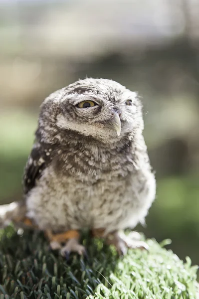 Little Owl in captivity — Stock Photo, Image