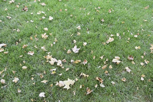 Feuilles tombées en automne — Photo