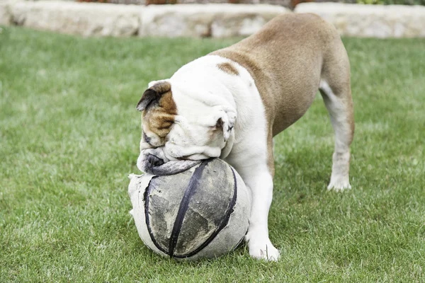 Engelsk bulldogg leker med en boll — Stockfoto