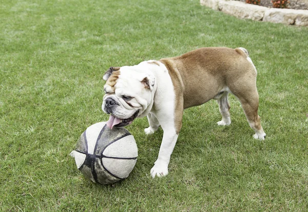 Engelsk bulldogg leker med en boll — Stockfoto