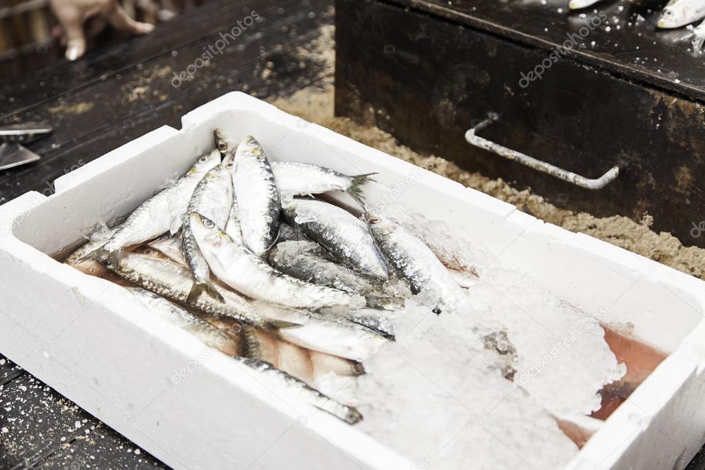 Sardines in boxes with ice