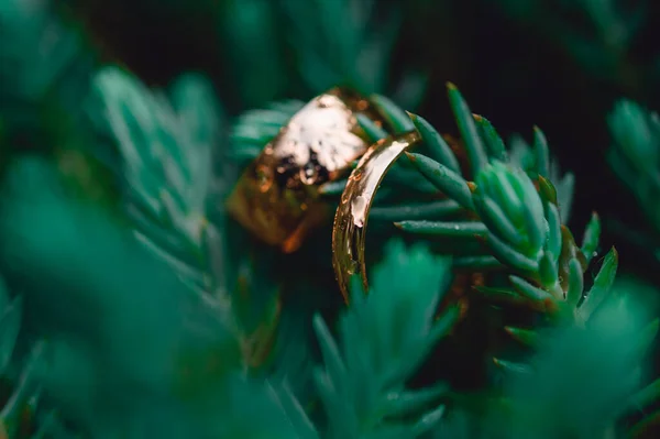 Золотые Обручальные Кольца Ели — стоковое фото