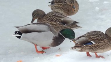 Ördekler kışın kar ve buzun arasında suyun yüzeyinde yüzerler. Yüksek kalite 4k görüntü