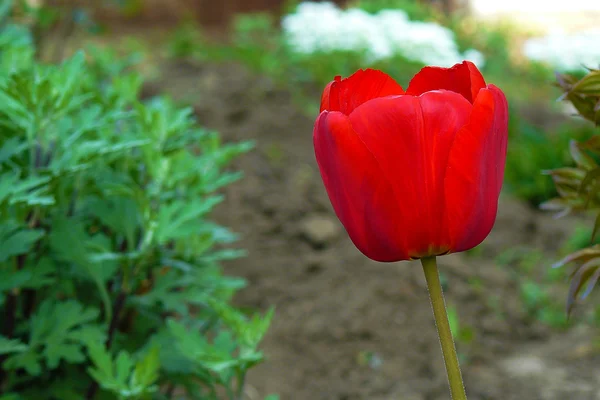 Kırmızı lale çiçek — Stok fotoğraf