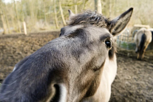 Närbild av en Konik häst — Stockfoto