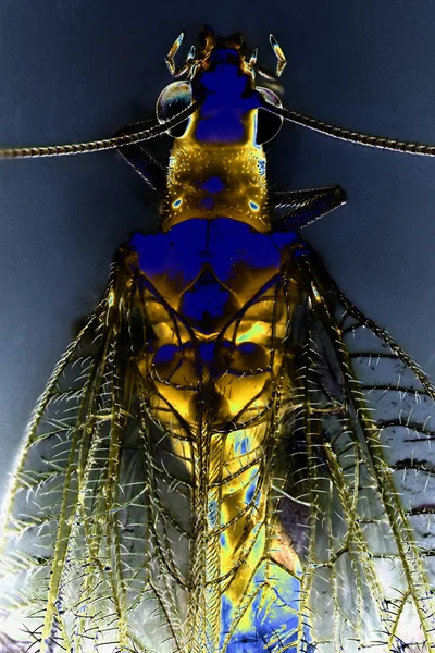 Bir Lacewing ait mikro fotoğraf — Stok fotoğraf