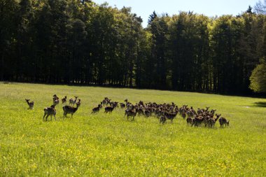 Almanya'da Altmuehtal geyikler