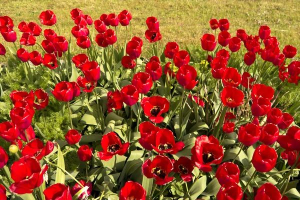 Tulips in the Garden — Stock Photo, Image