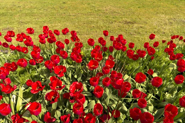 Tulpaner i trädgården — Stockfoto