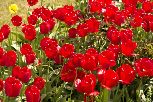 Tulipanes en el jardín —  Fotos de Stock