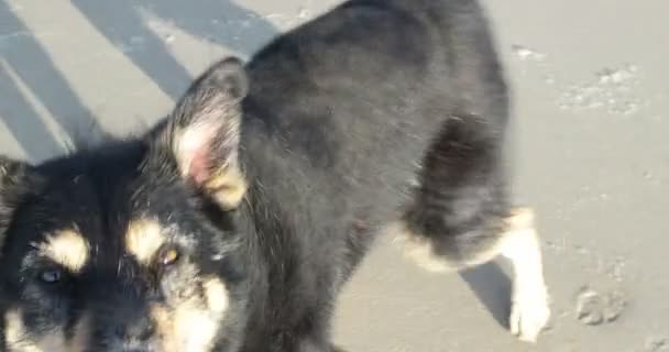 Perro en una playa del Mar del Norte — Vídeo de stock