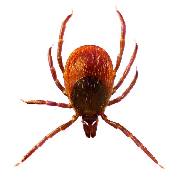 MicroPhoto kleszcza Ixodes Ricinus — Zdjęcie stockowe