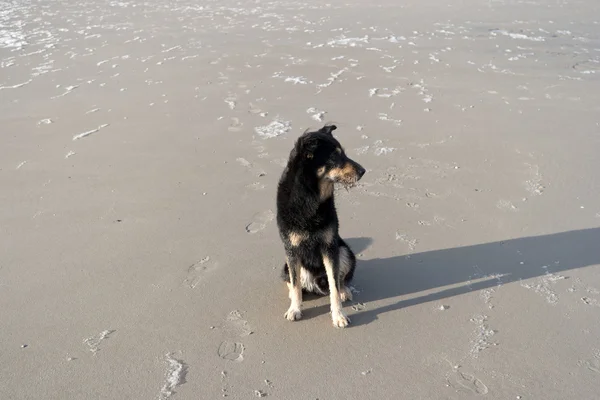 Cão em uma praia do Mar do Norte — Fotografia de Stock