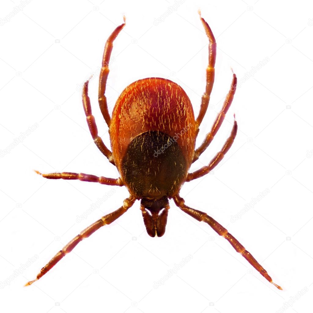 Microphoto of a Tick Ixodes Ricinus — Stock Photo © 3quarks 113524822
