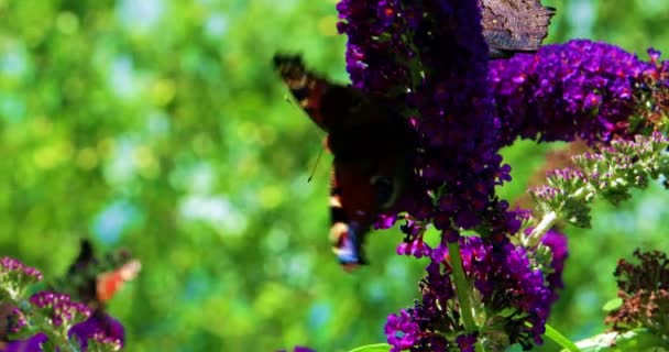 Borboletas em uma borboleta Bush Buddleja — Vídeo de Stock