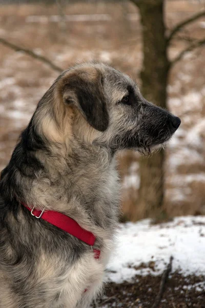 Young Romanian Crossbreed Dog Ciobanesc Romanesc Carpatin Crossbreed — Stock Photo, Image