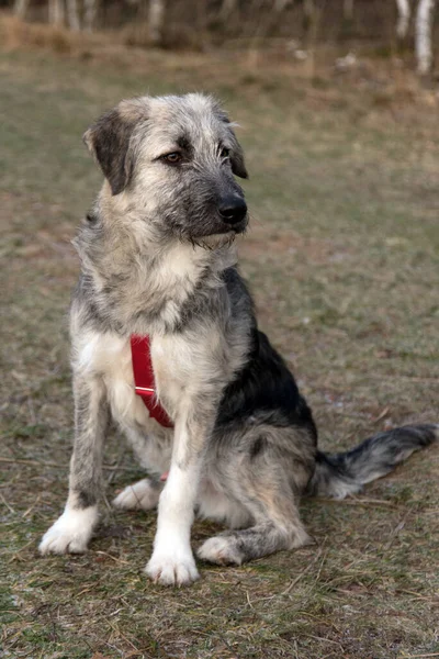 Junger Rumänischer Mischlingshund Ciobanesc Romanesc Carpatin Mischlingshund — Stockfoto